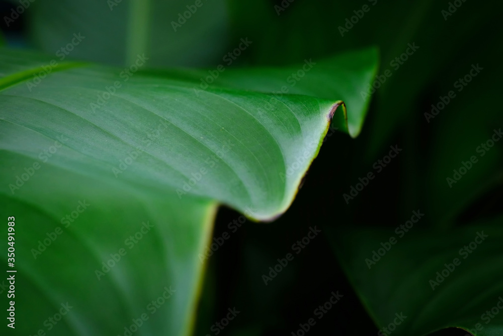 Close up. Tropical leaf, Bird of paradise leaf in shadow and light scene Close up. Tropical leaf, Bird of paradise leaf in shadow and light scene