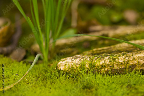 Green fluffy moss in the forest as a background. © Valerii Zan