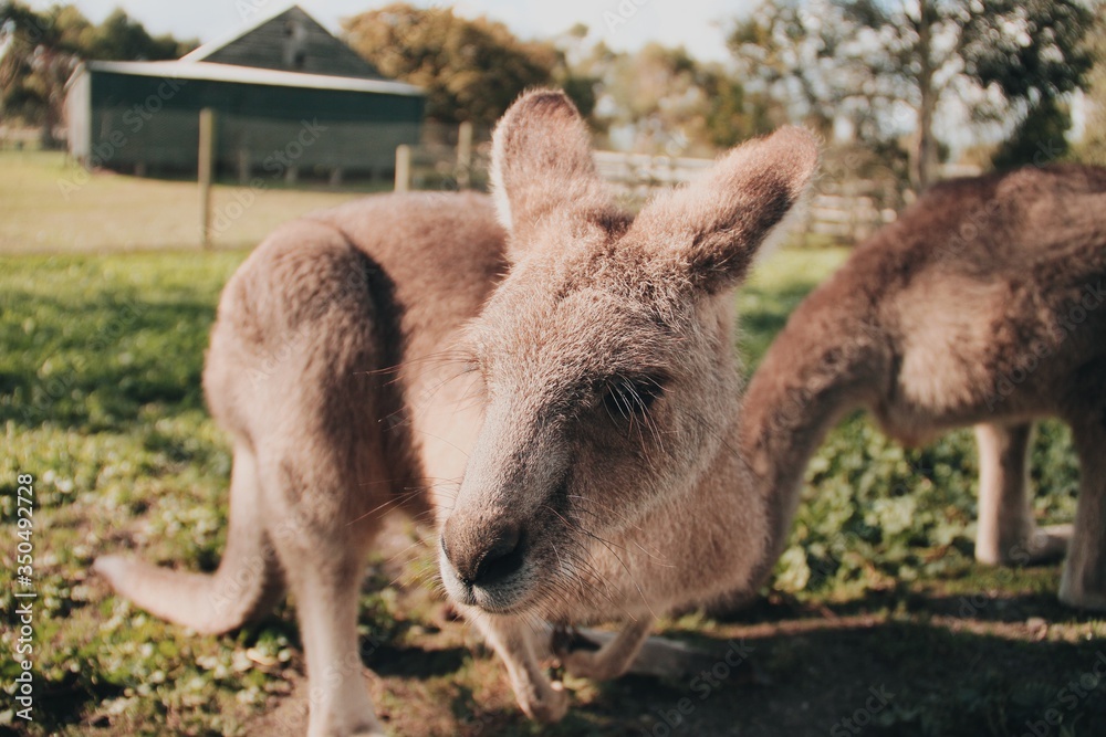 Fototapeta premium Closeup detail of a baby kangaroo