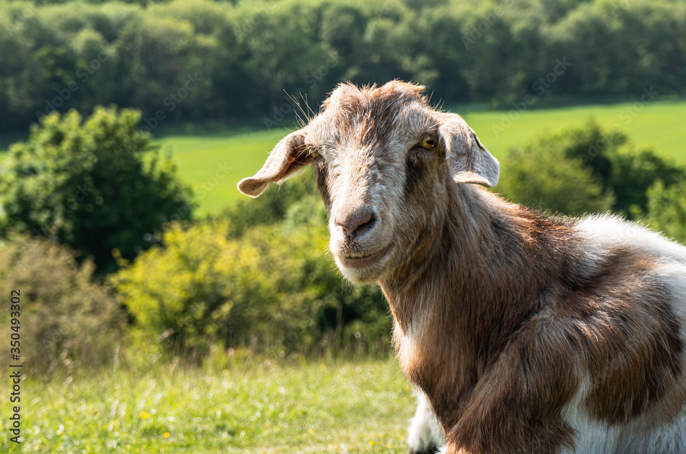 A fun happy grinning goat with large floppy ears and bright eyes looking directly at the camera. Countryside setting in the background. A fun happy grinning goat with large floppy ears and bright eyes looking directly at the camera. Countryside setting in the background.