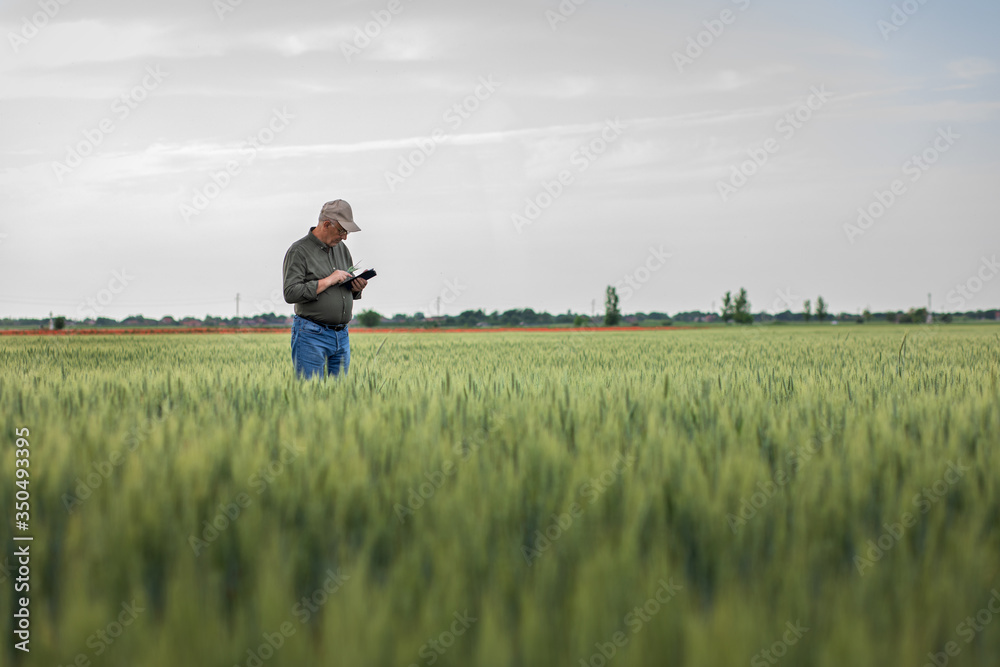 Senior farmer standing in wheat field holding tablet and examining crop during the day. Senior farmer standing in wheat field holding tablet and examining crop during the day.