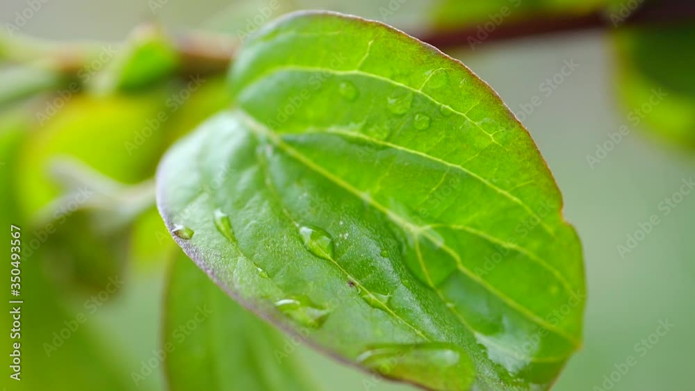 Green leaf with dew drops