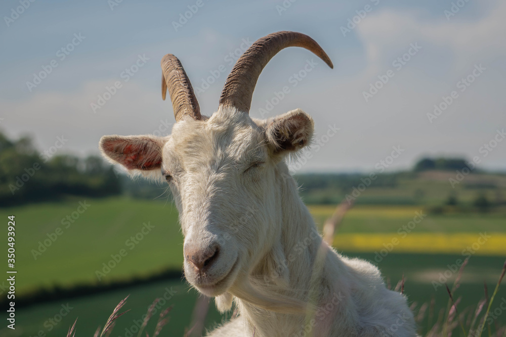 Fototapeta premium A happy goat winking and smiling at the camera. Long horns and white haired goat with the English countryside in the background.