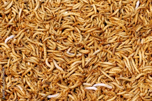 Photography Worms