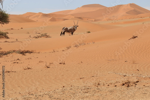 Einsame Oryxantilope in den Sandd  nen von Sossusvlei  Namibia 