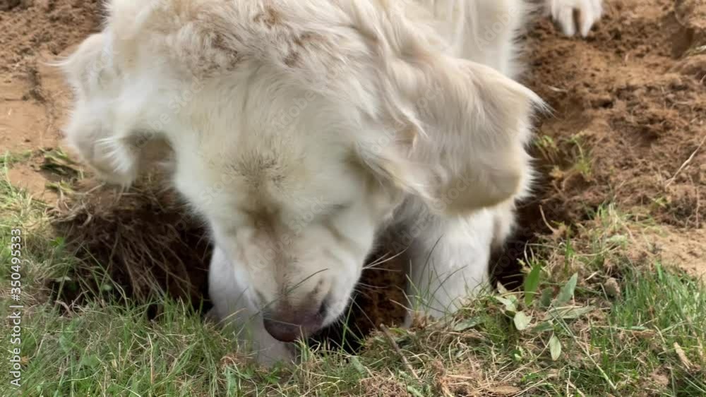 funny video - golden retriever digs a hole in the field funny video - golden retriever digs a hole in the field