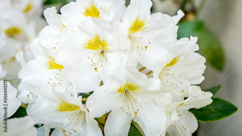 Różanecznik katawbijski Catawbiense Album Rhododendron
