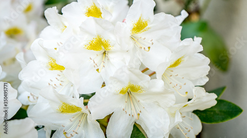 Obraz na płótnie Różanecznik katawbijski Catawbiense Album Rhododendron w salonie