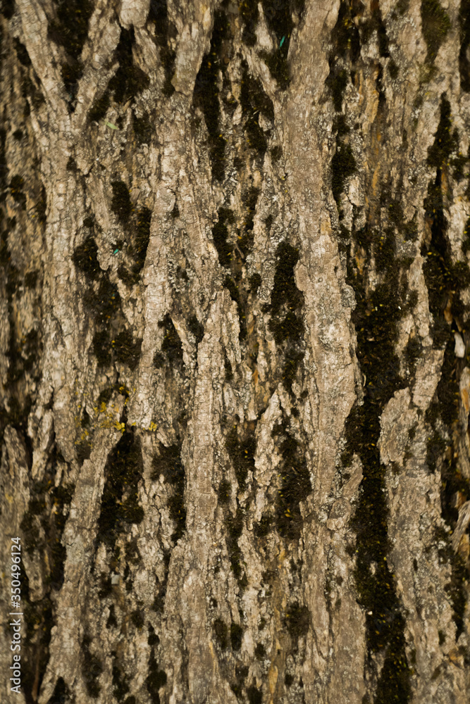 Wooden bark texture. Moss and scratches on surface. Natural background. Environment concept. Copy space. Vertical orientation Wooden bark texture. Moss and scratches on surface. Natural background. Environment concept. Copy space. Vertical orientation