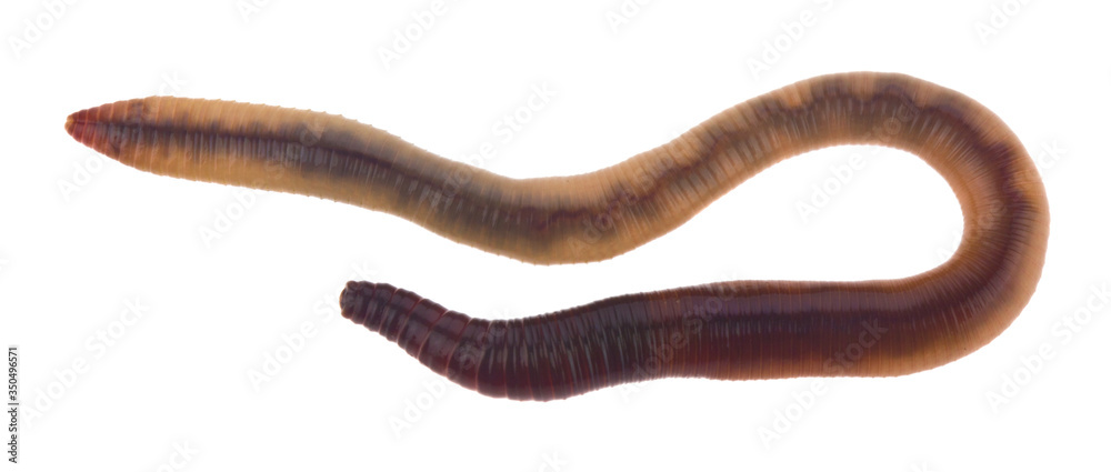 Worms isolated on a white background close-up. Worms isolated on a white background close-up.