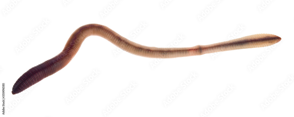 Earthworms isolated on white background close-up. Earthworms isolated on white background close-up.