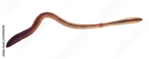 Earthworms isolated on white background close-up.