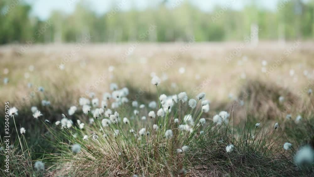 Eriophorum waving in the wind in sunny copenhagen Eriophorum waving in the wind in sunny copenhagen