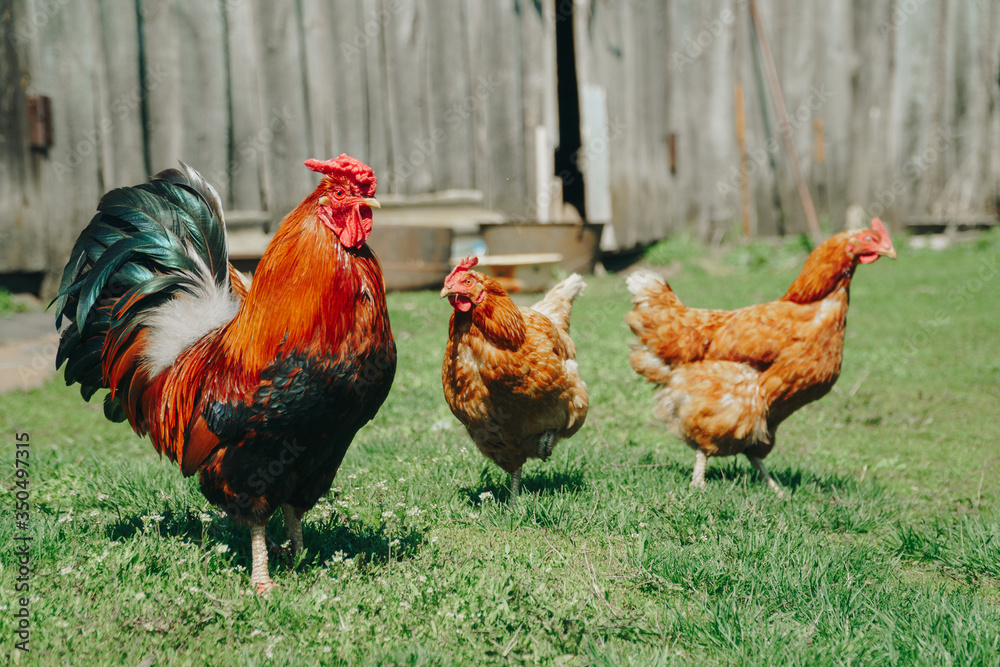 Fototapeta premium Brown domestic chicken in the summer outdoors close-up