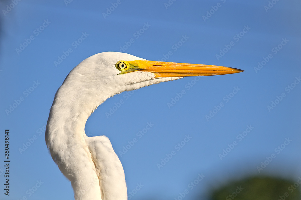 Obraz premium Brazilian Bird This bird is very common in Brazil.