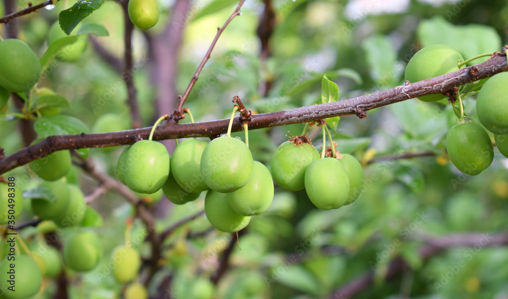 Branch of cherry plum with unripe fruits. Branch of cherry plum with unripe fruits.