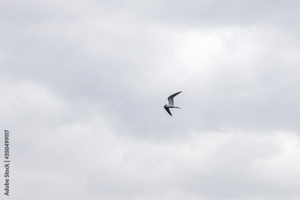 a lonely sea bird in the sky. Wildlife texture and background