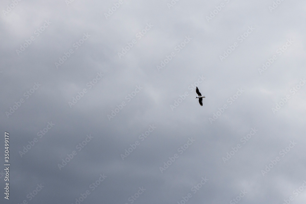 a lonely sea bird in the sky. Wildlife texture and background a lonely sea bird in the sky. Wildlife texture and background