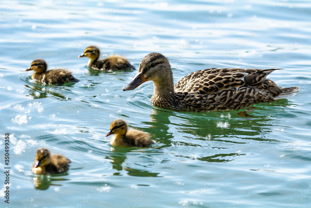 Fototapeta premium duck and ducklings