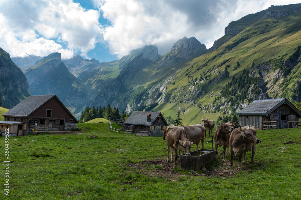 Obraz premium cows in the mountains
