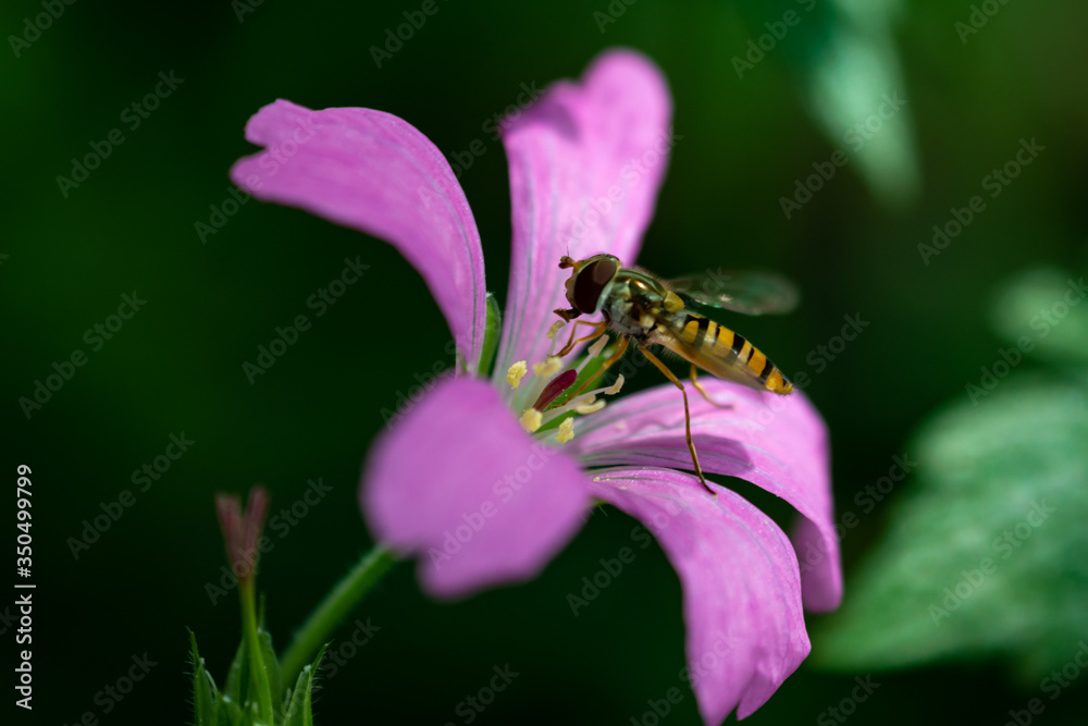 Fototapeta premium bee on flower