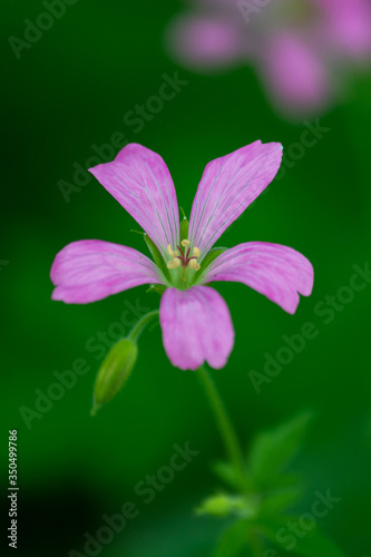 pink flower in the garden