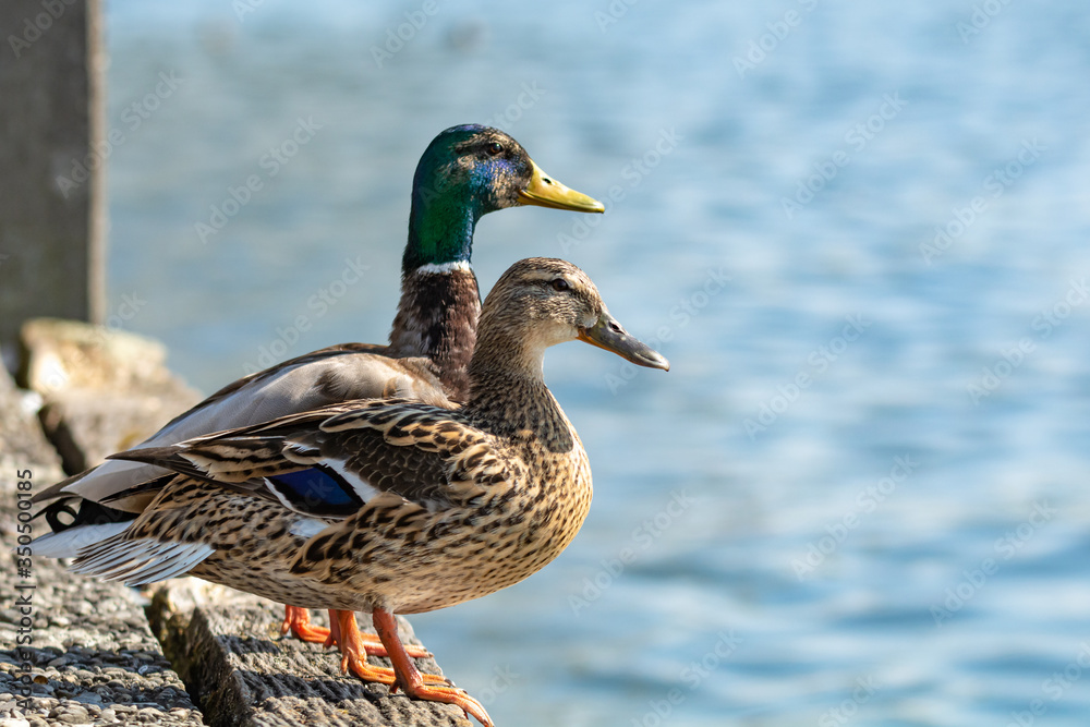 duck in love duck in love