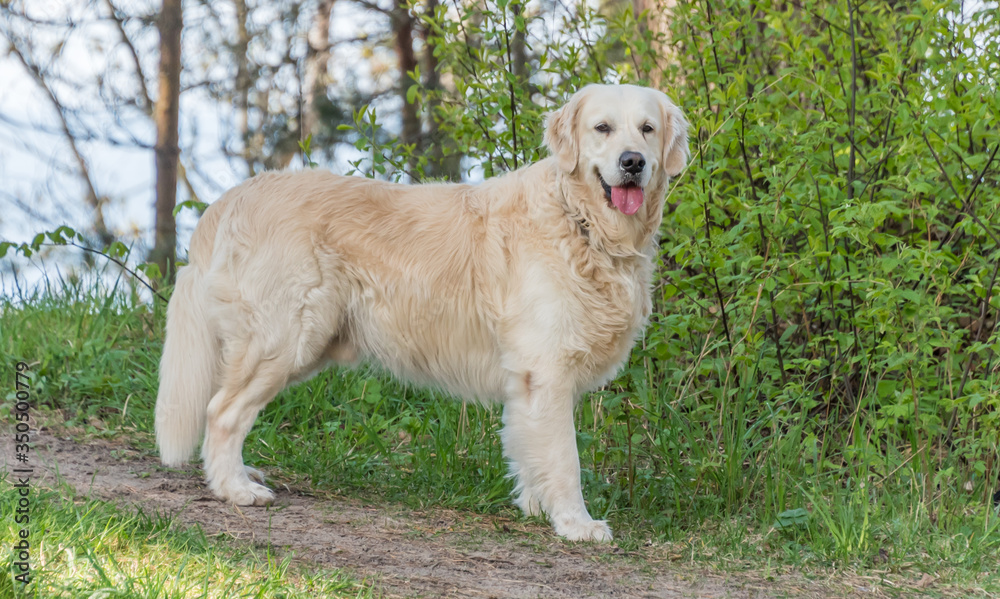 White Golden Retriever in a Forest in Spring White Golden Retriever in a Forest in Spring