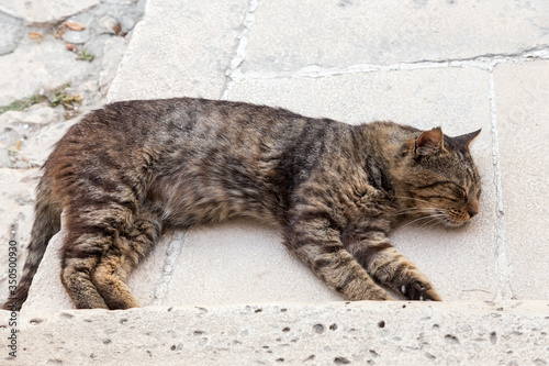 The striped gray cat sleeps on the stone steps heated by the sun on a hot summer day © larison