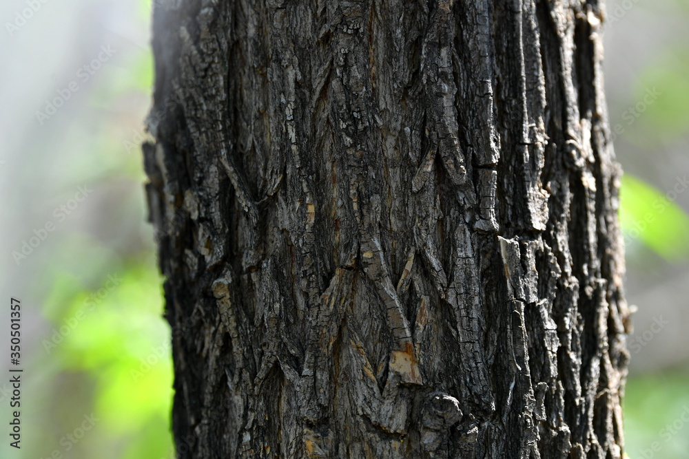 tree, nature, green, branch, spring, forest, plant, leaf, wood, summer, leaves, natural, b, trees, branches, beautiful forest, background tree, nature, green, branch, spring, forest, plant, leaf, wood, summer, leaves, natural, b, trees, branches, beautiful forest, background