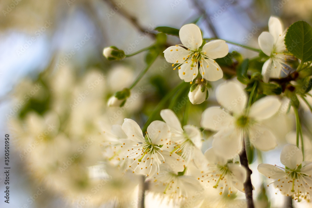 blooming cherry tree blooming cherry tree