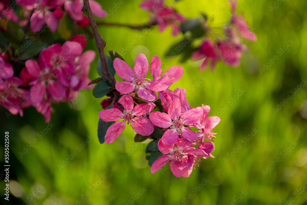 branch of blooming pink flowers on a blurred background of grass branch of blooming pink flowers on a blurred background of grass
