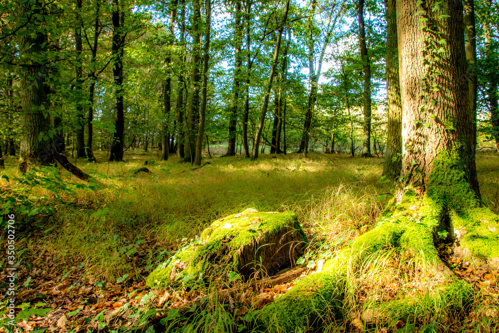 Stump in a forest meadow Stump in a forest meadow