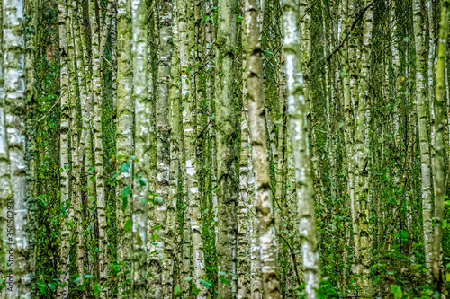 A dense beech tree forest