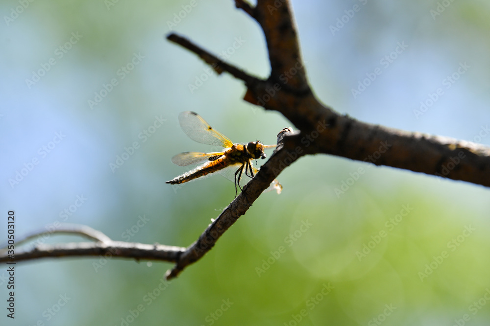 Strikosa, Strikosa on a branch, trees, branches, forest, spring, beautiful forest, background, green, plant, Strikosa, Strikosa on a branch, trees, branches, forest, spring, beautiful forest, background, green, plant,