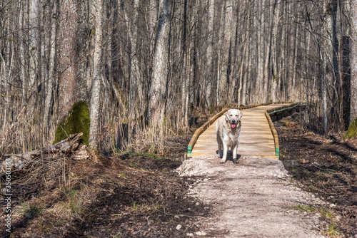 White Golden Retriever in a Forest in Spring