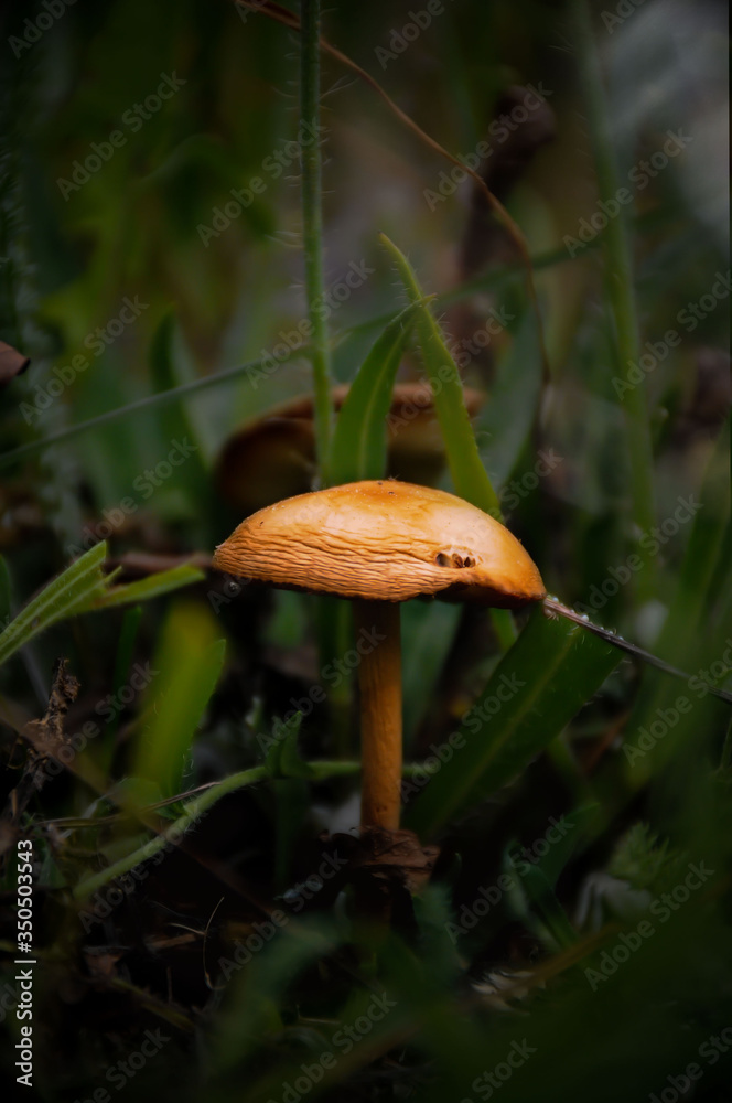 Fototapeta premium brown mushroom in the grass on the meadow