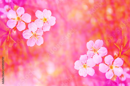 Bright colorful spring flowers