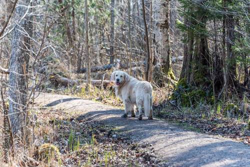 White Golden Retriever in a Forest in Spring