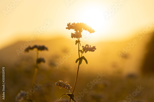 朝の太陽と重なった蕎麦の花 photo
