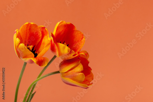 Composition of beautiful flowers with copy space. Yellow and red tulips flowers on pastel background. Concept for holidays. Valentine's Day, 8th march, Mother's Day. 