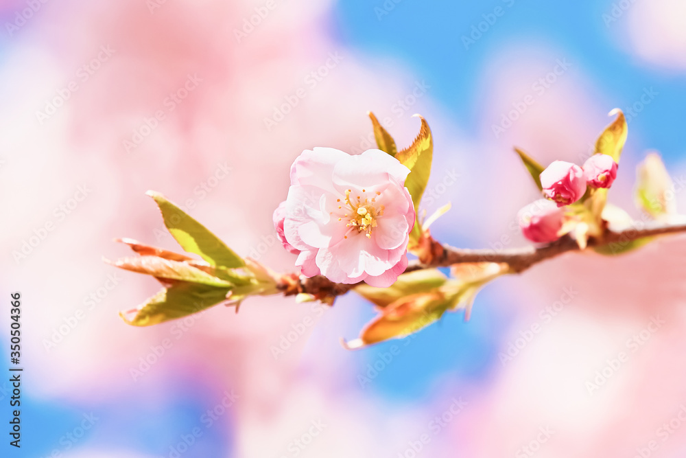 Pink Cherry blossom branch in bloom against blue sky. Spring concept