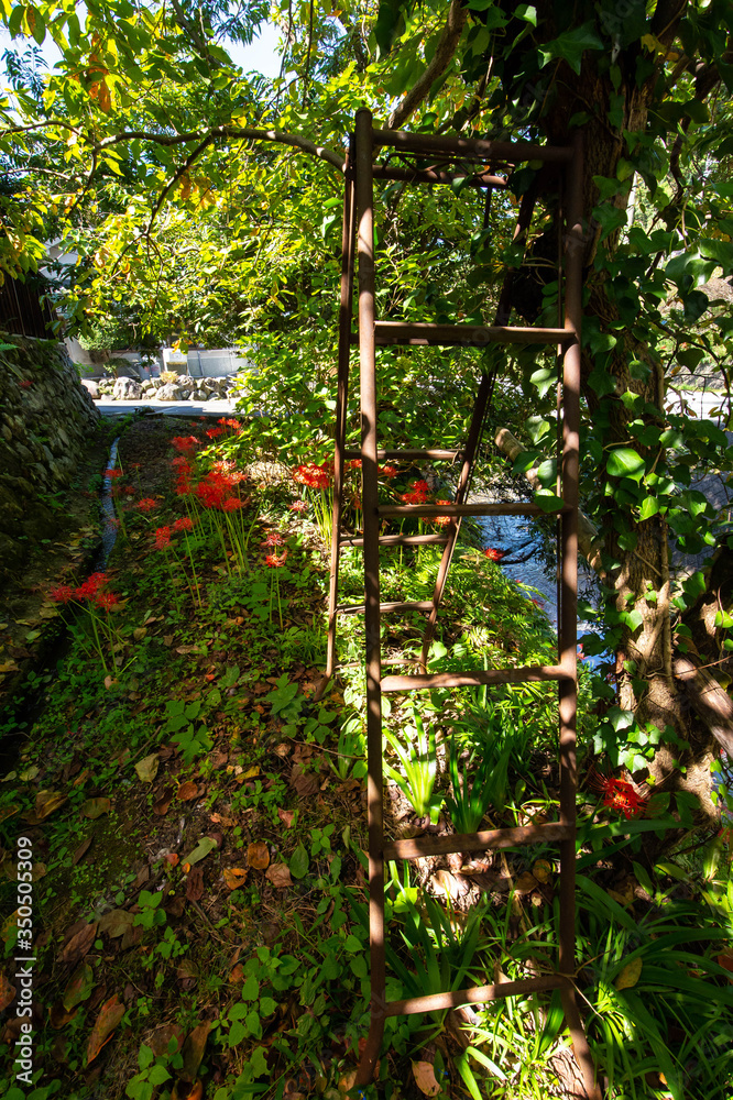 Fototapeta premium 古い錆びた梯子と彼岸花