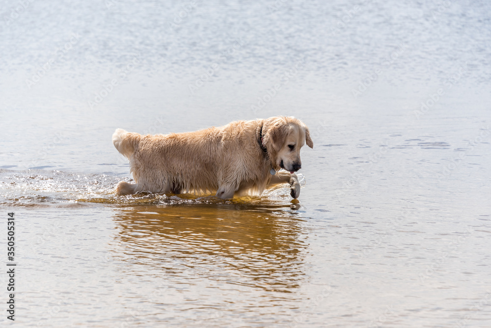 White Golden Retriever on a Baltic Sea Beach on a Sunny Day Fishing White Golden Retriever on a Baltic Sea Beach on a Sunny Day Fishing