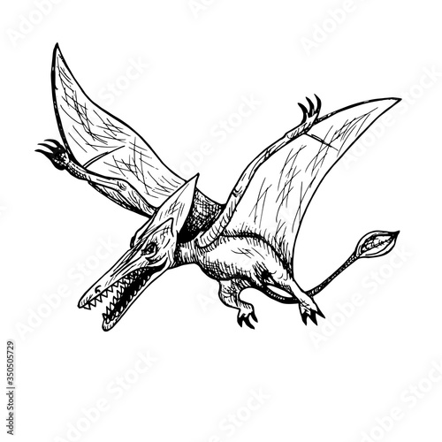 Pterodactyl, hand drawn black and white doodle sketch, ink drawing illustration