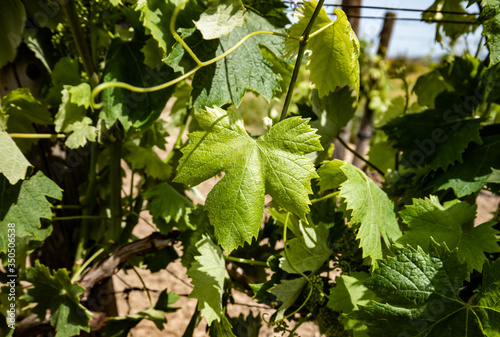 a vineyard of the parteolla with grapes in bloom photo