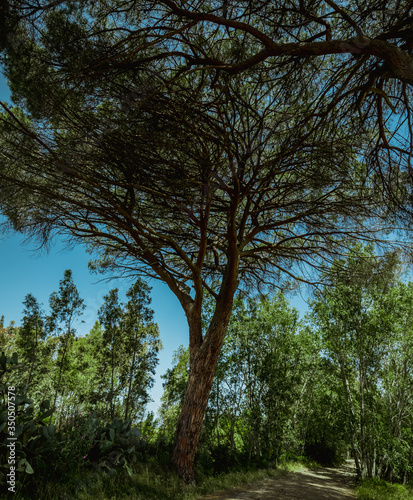  bottom view of a huge centuries-old maritime pine