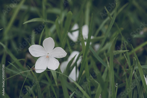 White flowers falling on the grass background