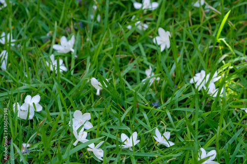 White flowers falling on the grass background