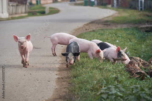 pig farrows running down the street in a village, on asphalt in spring